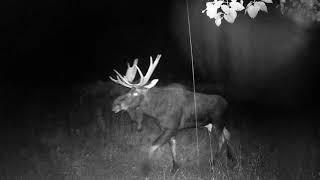 Maine Wildlife Camera | Moose | Deer | Bear