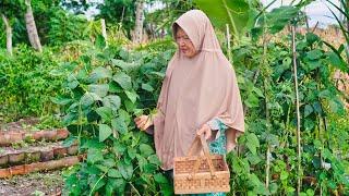 Memetik Daun Kacang Panjang | Masak Lodeh Daun Kacang Panjang, Peyek Teri, Pudding Pisang Gula Merah