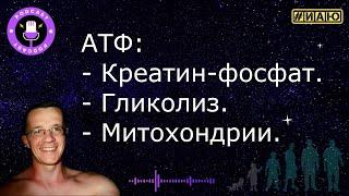 Источники АТФ: креатин-фосфат, гликолиз и митохондрии