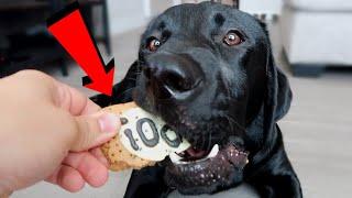 Labrador Reviews Halloween Treats!!