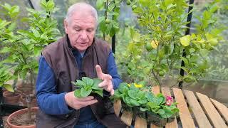 What are the common problems with primroses? | www.garden.help