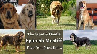 Spanish Mastiff - A Largest Dog Breed Facts You Need to Know | Biggest Dog in The World | Big Dog