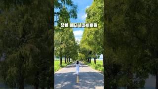 창원 드라이브 코스추천 창원 명소 #메타세콰이어 길이에요 이 길은 곧 갈색빛으로 물든답니다!!경남 창원시 의창구 동읍 죽동리