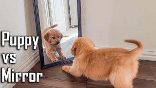 Golden Retriever Puppy Fights with Himself in the Mirror  Puppy vs Mirror