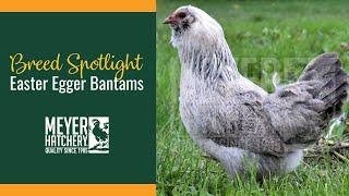 Breed Spotlight - Easter Egger Bantams