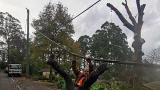 Big Dead Oak Tree (5 other tree companies wouldn't do it)