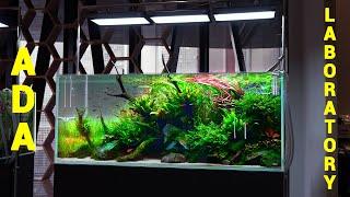 Nature Aquarium Aquascape Ideas