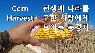 천운이 닿아야 만나는 희귀한 농가. corn harvest Oregon