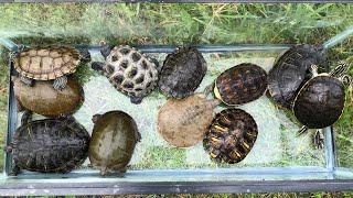 Releasing the Turtles in the Outdoor Pond