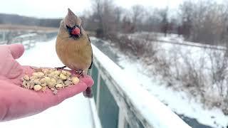 Hand-feeding Birds in Slow Mo - Northern Cardinals