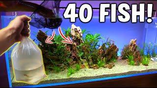 Adding 40 NEW FISH To My Planted Tanks! |AQUAPROS|