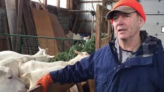 Randy Hiltz of Ran Cher Acres says discarded Christmas trees are good goat feed