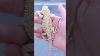 #beardeddragon #lizard #reptiles #fyp #pets #dragon #animals #shortvideo #reels #shorts #fyp