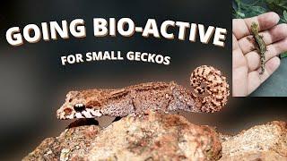 Setting Up A Small Gecko Enclosure