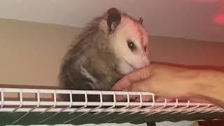 Possum licking my hand and rubbing face on it