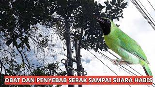 Obat Dan Penyebab Serak Sampai Suara Habis