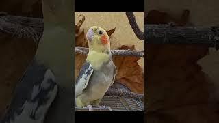 Cockatiel Bird Sound. Cockatiel Mating Call. Male Cockatiel Sound. Female Cockatiel Sound. Cockatiel