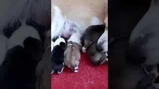 小柯基宝宝出生第四天，使尽办法抢狗妈妈的奶喝，真可爱   西瓜视频 #006