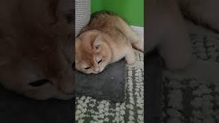 Новый кошачий туннель?!? Новые места для исследования