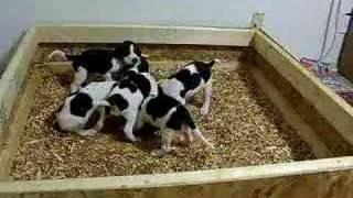 Six Hungry Walker Pups