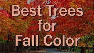 Best Trees for Fall Color – Family Plot