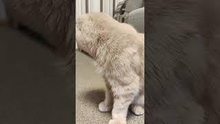 Кот
