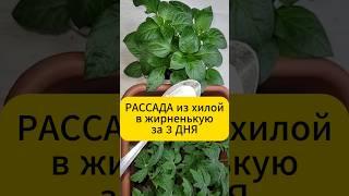 Рассада из хилой в жирную за 3 дня! #рассада #подкормка  #огород #дача #томаты #огурцы #перец