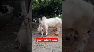 Giant white cow