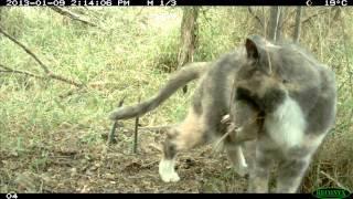 Cat kills endangered Southern Brown Bandicoot