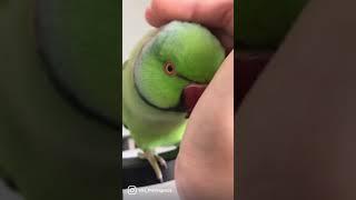 Chirping parrot wants some cuddles