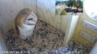 Young hawk checks out the Hoot Hosue