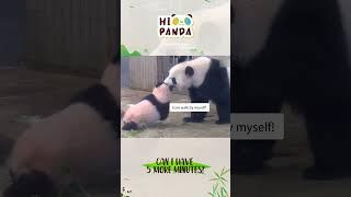 Can I have 5 more minutes？ #panda #熊猫 #shorts 【欢迎订阅MIGU Panda官方频道】