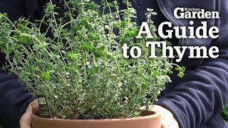 A Guide to Thyme