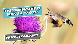 The Hummingbird Hawk-Moth: A Master of Mimicry