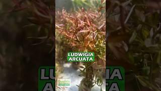 LUDWIGIA ARCUATA (Thin NEEDLE Leaf AMAZING Plant For Sale)