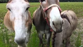 Donkeys eating carrots :)