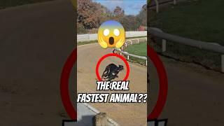 What Is The Fastest Animal On The World?