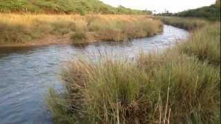 A stream near Talamanchi - Part 3/3