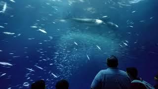 National Geographic’s Ocean Odyssey @ NYC Times Square