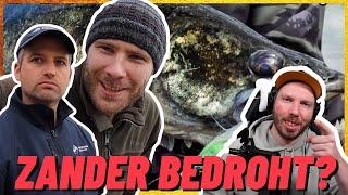 Eyeci REAGIERT auf HeyFishing Laichzander vom Nest gezogen | Das Aus für den Zander? | SUPER WICHTIG