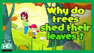 Why Do Trees Shed Their Leaves In Autumn Season?
