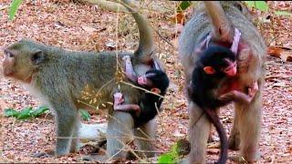 Cutest beautiful baby monkey trying hard to hug mom | Nature Serenity Relaxing