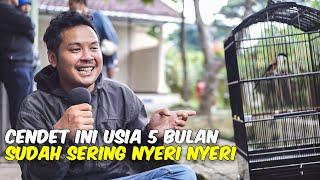 BELINYA 1 500 000 CENDET INI TIAP GANTANG SELALU JUARA