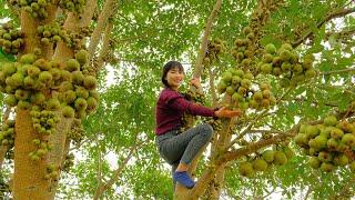 Harvesting Figs Going To Market Sell - Making Dishes from Figs, Farm | Thu's Country Life