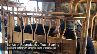 Reproductive Tract Scoring Beef Heifers - Mizzou Repro