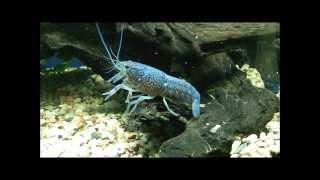 General Crayfish Care,Keeping Crayfish with other fish DIY LINK IN DESCRIPTIO