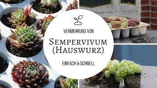 Hauswurz (Sempervivum) Vermehrung - schnell  und einfach