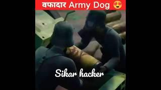 वफादार Army dog #viralshorts #youtubeshorts #short #Sikar hacker