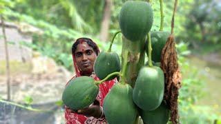 চিংড়ি ধরে গাছ থেকে পেঁপে পেড়ে অসাধারণ পেঁপে চিংড়ি রেসিপি | pepe recipe be