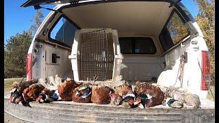 Northern California PUBLIC LAND PHEASANTS!!